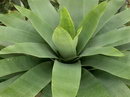 vriesea gigantea